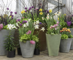Wiosenne kwiaty cebulowe w donicach