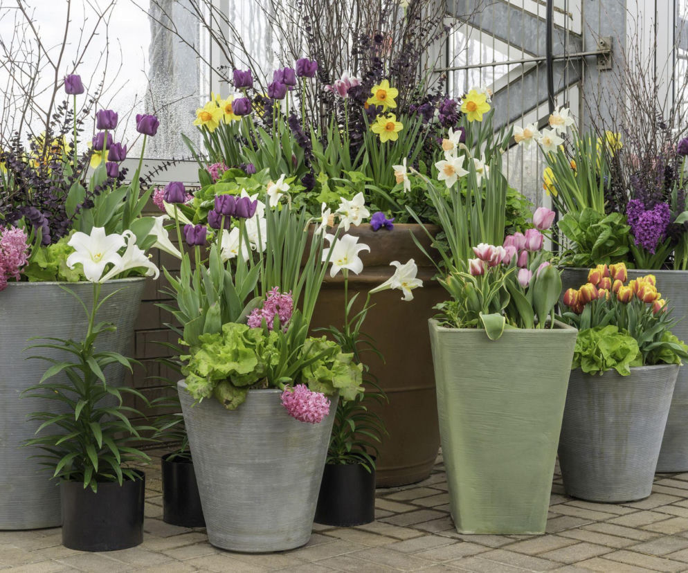 Wiosenne kwiaty cebulowe w donicach