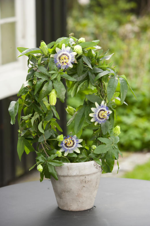 Passiflora, męczennica. Zdjęcia