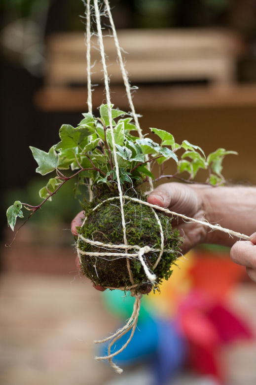 Kokedama