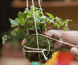 Kokedama