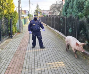 ŚWINIA z Wejherowa DONIOSŁA na właściciela