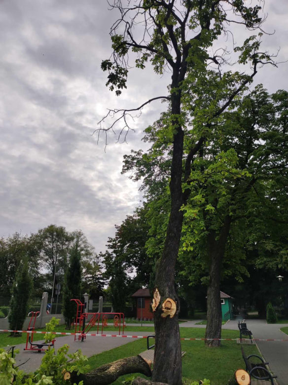 Tarnów. Dziewczynka uderzona przez zerwany konar. Koszmar na placu zabaw w Parku Strzeleckim