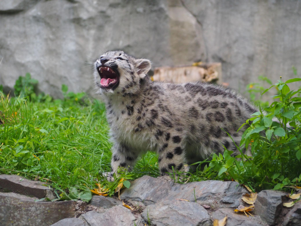 Irbisy z warszawskiego zoo. Harce młodych kotów