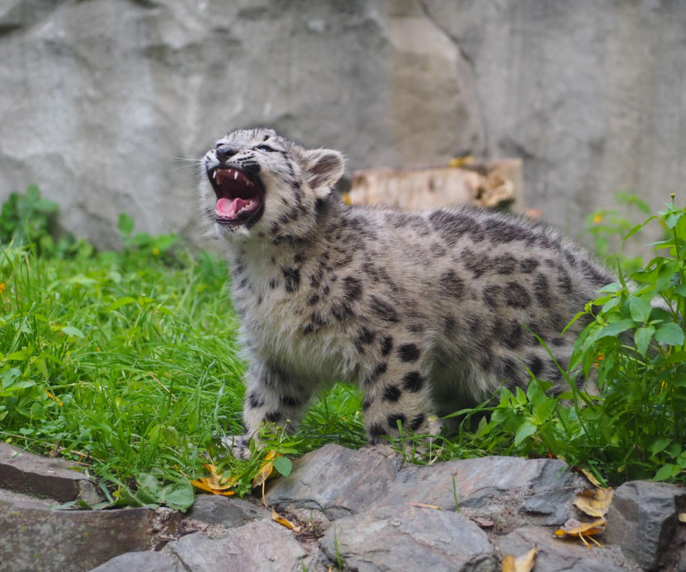 Mały, puszysty irbis śnieżny z otwartym pyszczkiem stoi na trawie w warszawskim zoo. O maluchach przeczytasz na SE.