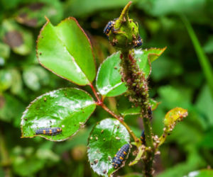 Larwy biedronki