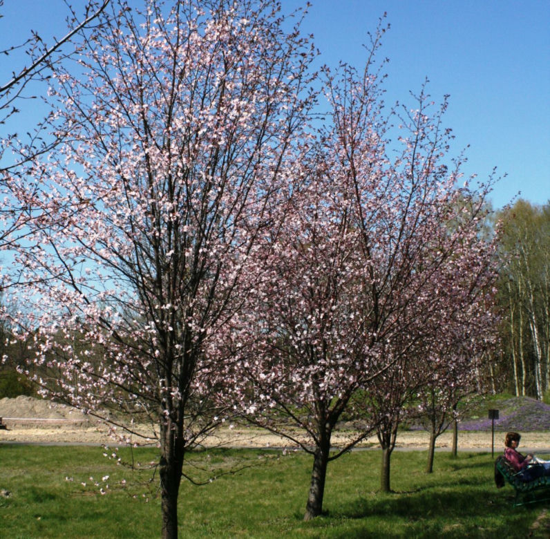Śliwa ozdobna