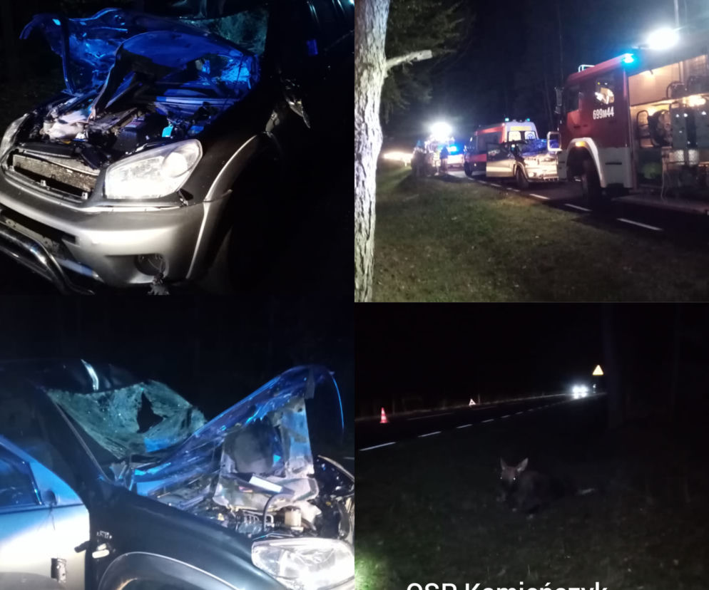 Białobrzegi. Zdewastowane dwa auta i jedna osoba w szpitalu! To sprawka łosi  [ZDJĘCIA]