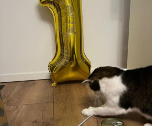 Rok temu walczył o życie. Dziś kot Panduś świętuje rocznicę w nowym domu