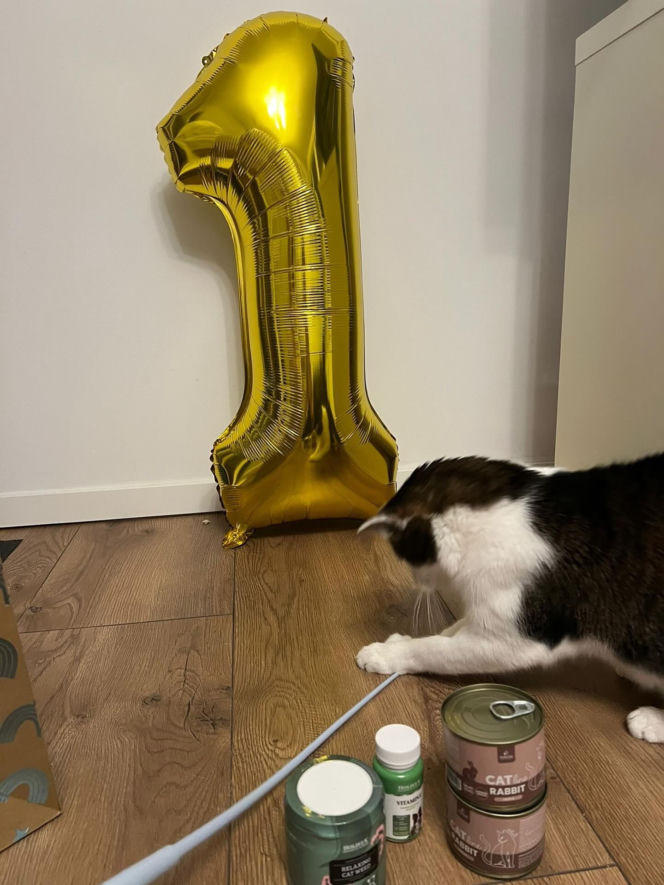 Rok temu walczył o życie. Dziś kot Panduś świętuje rocznicę w nowym domu