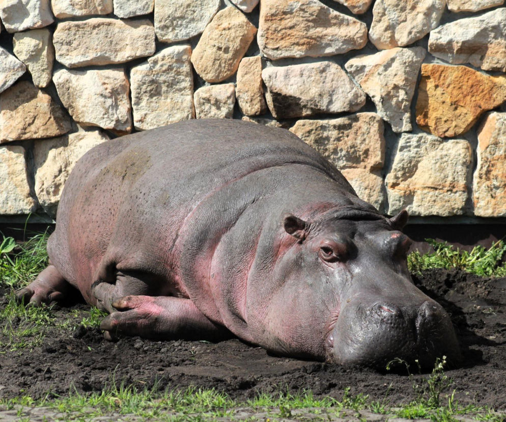 Nie żyje najstarszy hipopotam w Polsce. Warszawskie zoo żegna Pelagię