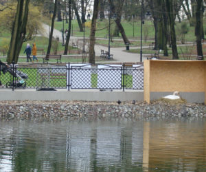 Łabędzica wysiaduje cztery jaja! Uroczy widok w Parku Strzeleckim. Mamy zdjęcia!