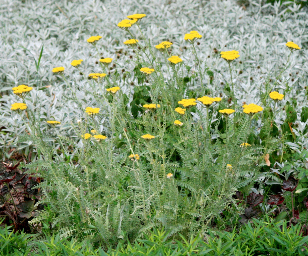 Krwawnik ogrodowy 'Moonshine' 