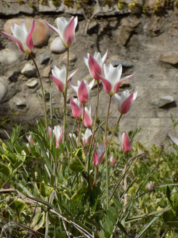 Tulipan Klusjusza