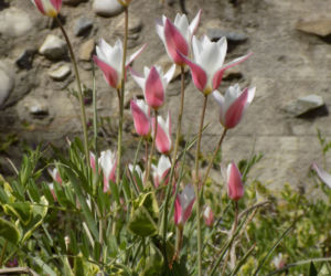 Tulipan Klusjusza