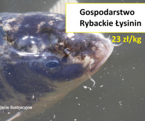 Ile kosztuje kilogram żywego karpia z wody od lokalnych hodowców?