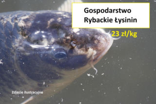 Ile kosztuje kilogram żywego karpia z wody od lokalnych hodowców?