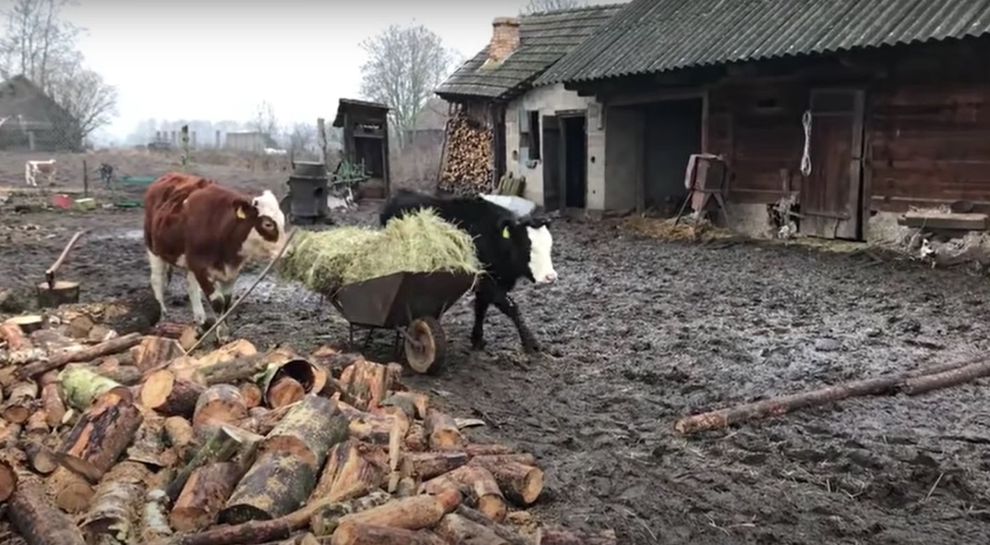 Rolnicy Podlasie. Tak żyją i mieszkają Gienek i Andrzej z Plutycz [ZDJĘCIA]