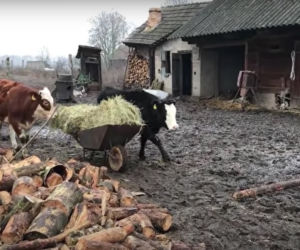 Rolnicy Podlasie. Tak żyją i mieszkają Gienek i Andrzej z Plutycz [ZDJĘCIA]