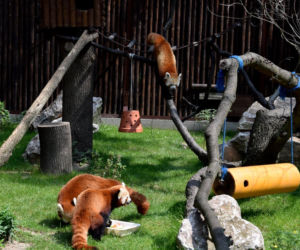 Zoo w Poznaniu chwali się pandami rudymi. Tylko na nie popatrzcie!