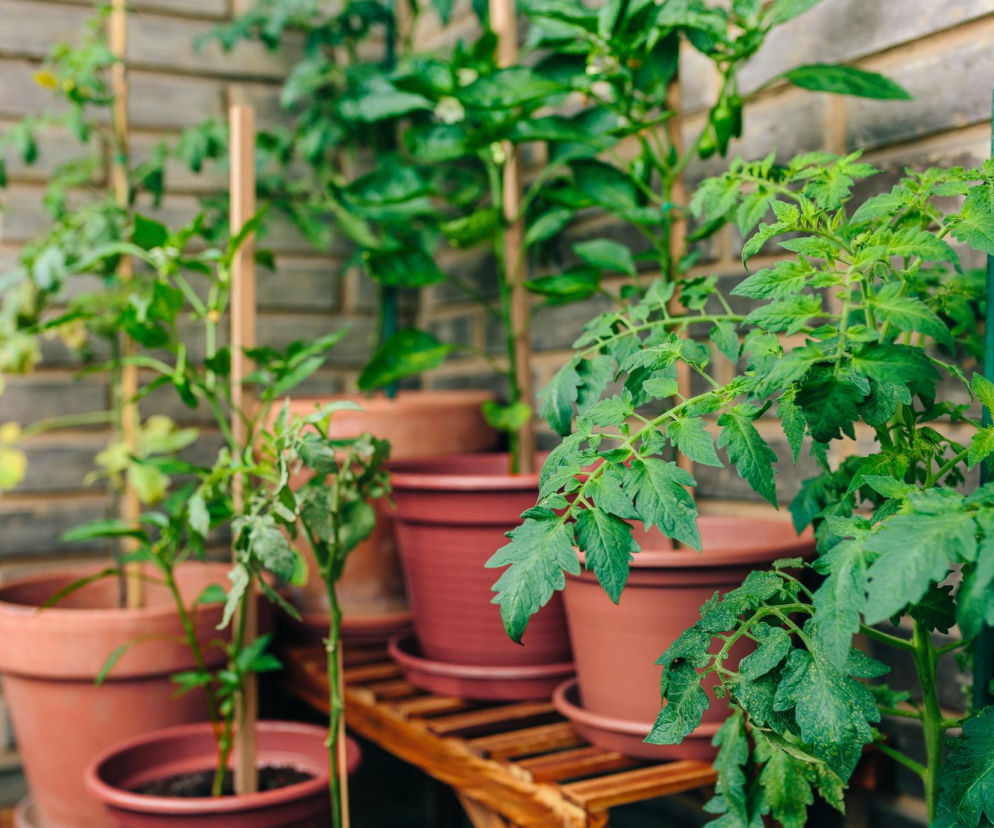 Głaskanie i szczotkowanie poprawia wzrost pomidorów? 