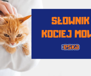 Słownik mowy kociej. Czyli co powienien wiedzieć każdy właścicel kota!