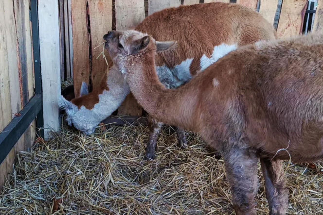 Żywa szopka w Żydowcach