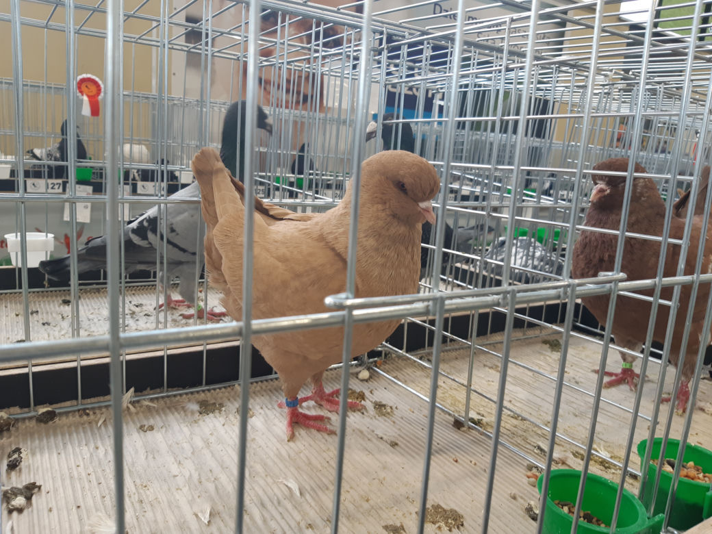 Wystawa gołębi rasowych, kur ozdobnych oraz królików hodowlanych w Tarnowie