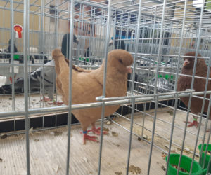 Wystawa gołębi rasowych, kur ozdobnych oraz królików hodowlanych w Tarnowie