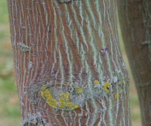 Klon okazały ‘Silver Cardinal’