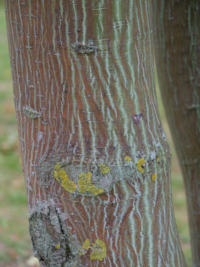 Klon okazały ‘Silver Cardinal’