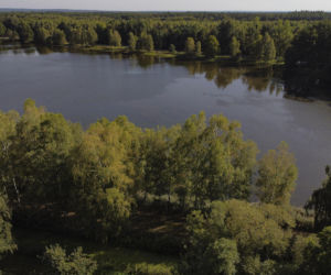 Śnięte ryby pod Wrocławiem