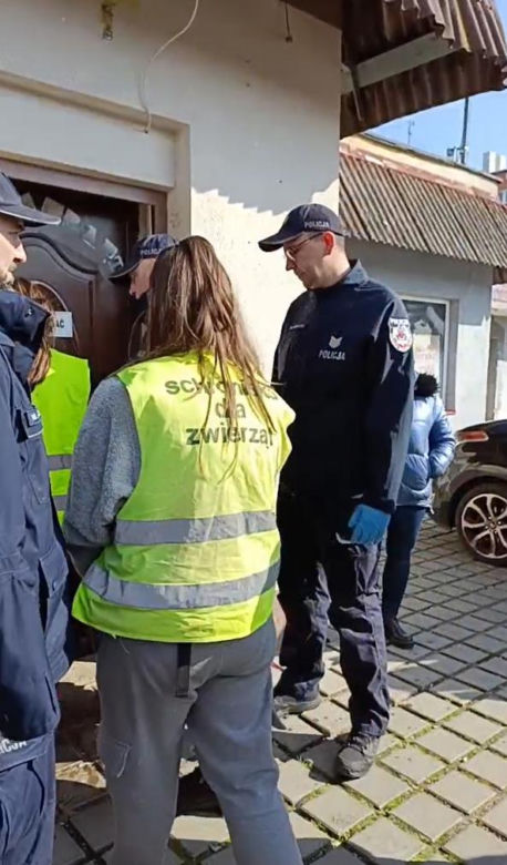 Toruńska Kocia Straż. Odebrano zwierzęta