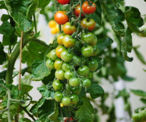Ekologiczna uprawa pomidorów pod osłonami