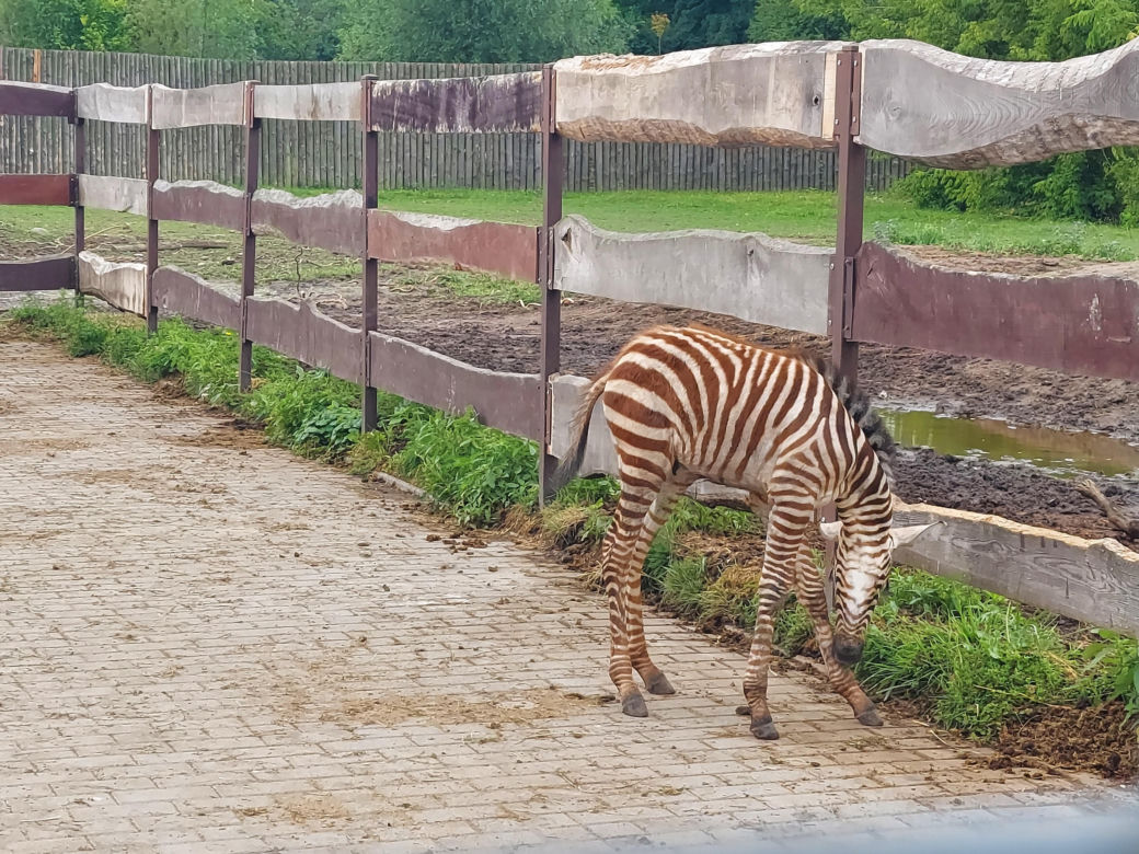 Mała zebra w zamojskim ZOO