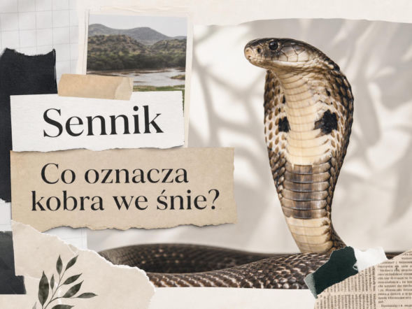 Kobra we śnie – co oznacza i jak ją interpretować?