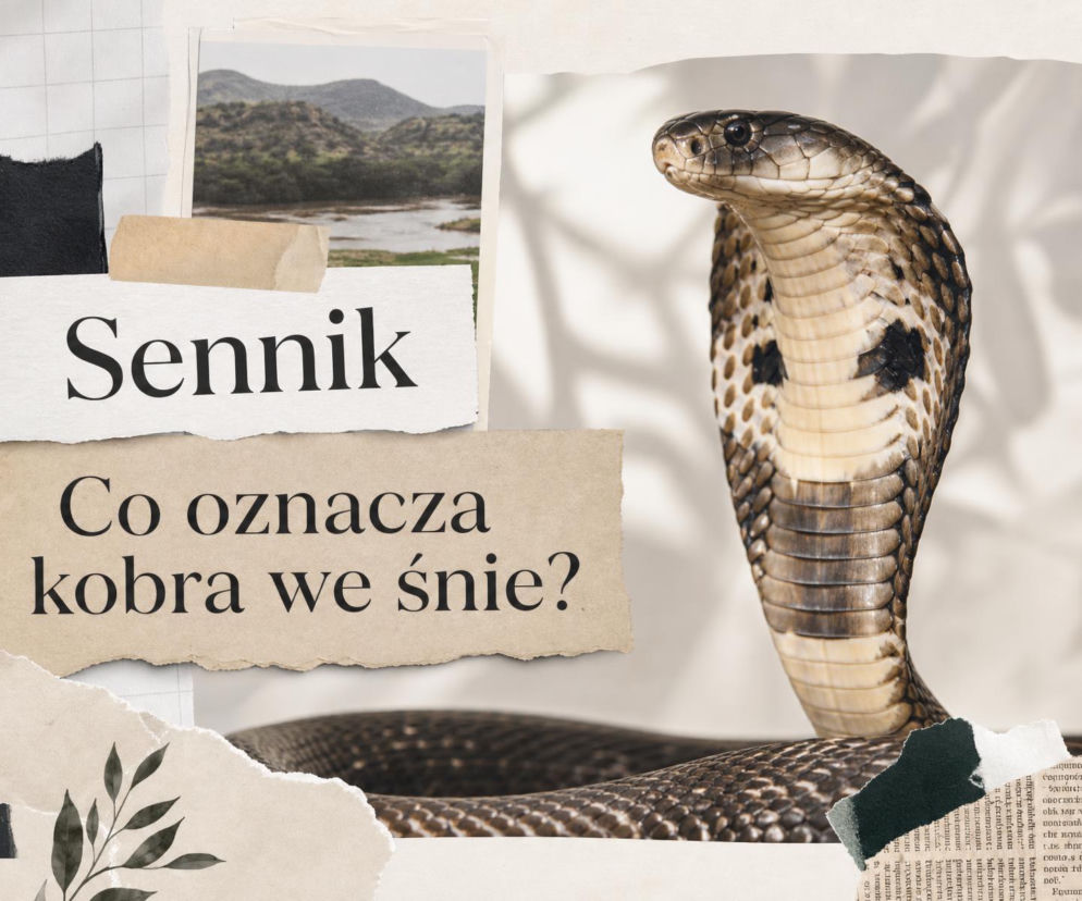 Kobra z uniesioną głową. Obok napis sennik o znaczeniu snu o kobrze, o czym przeczytasz na SE.
