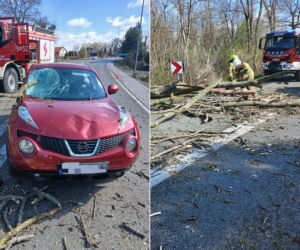Drzewo runęło na auto na Mazowszu! Konar przebił szybę