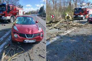 Drzewo runęło na auto na Mazowszu! Konar przebił szybę