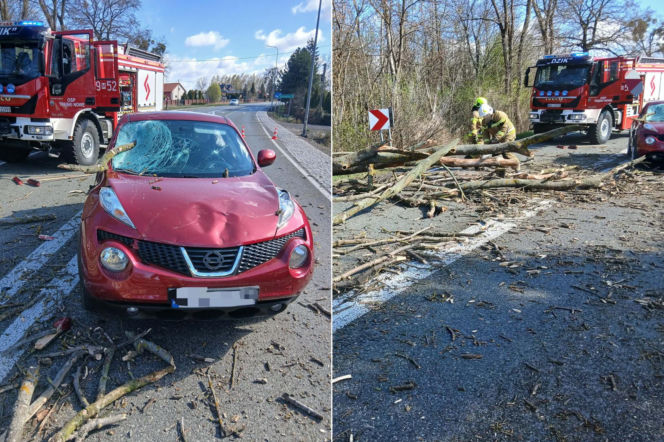 Drzewo runęło na auto na Mazowszu! Konar przebił szybę