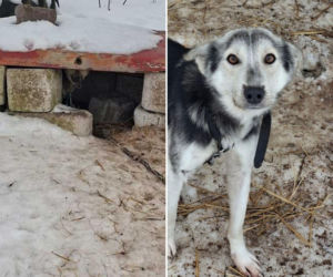 Weszli na posesję i nogi się ugięły! Psy żyły w skandalicznych warunkach