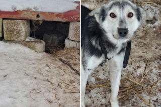 Szesnaście skrajnie zaniedbanych psów. Małżeństwo odpowie za znęcanie się nad zwierzętami 