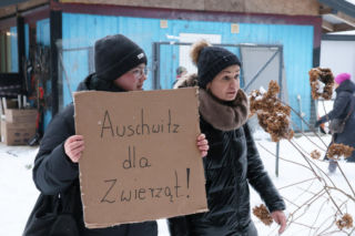 „Maszynka do mielenia mięsa i pałki z krwią”. Kulisy zamknięcia schroniska „Happy Dog”. Co dalej?