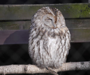 Zwierzęta w białostockim ZOO budzą się na wiosnę