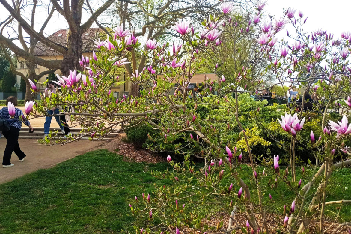 Magnolie w Szczecinie