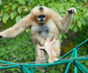 Kolejne niesamowite narodziny w ZOO Wrocław! Na świat przyszedł gibon białopoliczkowy [ZDJĘCIA, FILM]