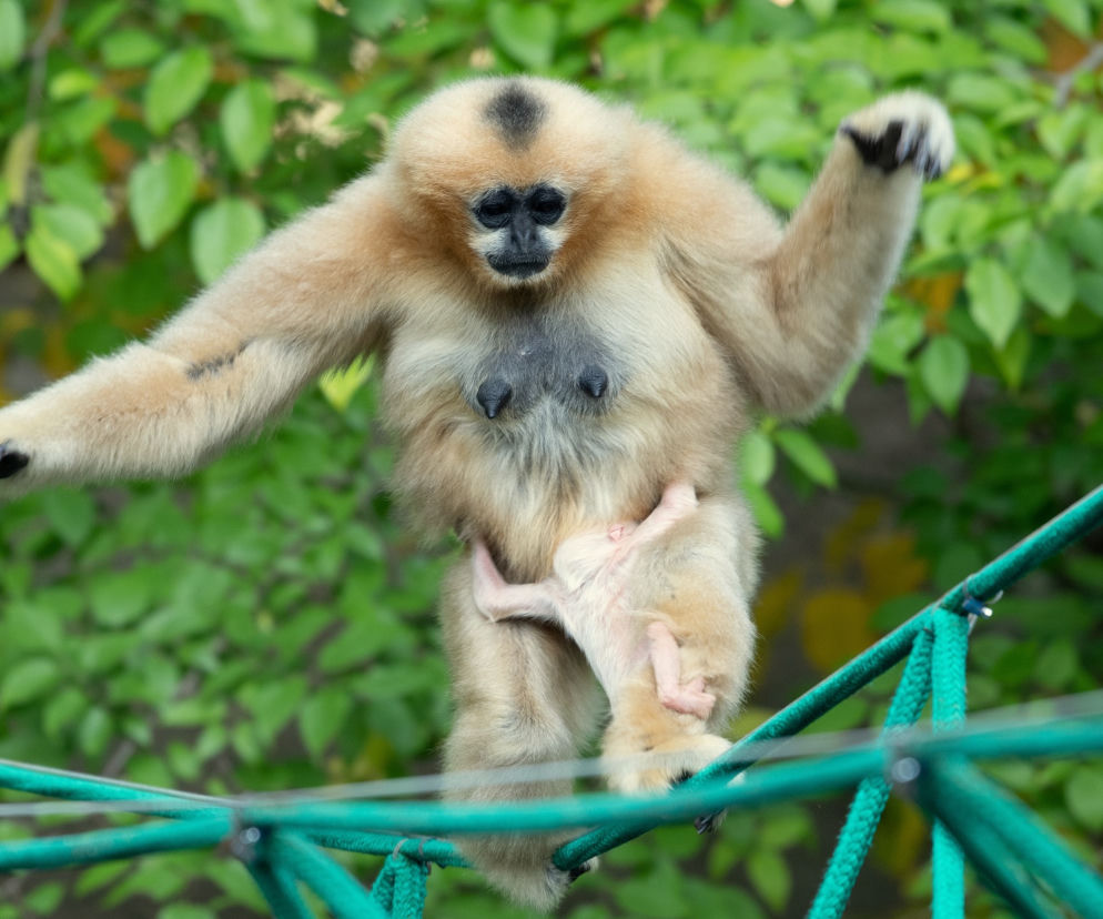 Kolejne niesamowite narodziny w ZOO Wrocław! Na świat przyszedł gibon białopoliczkowy [ZDJĘCIA, FILM]