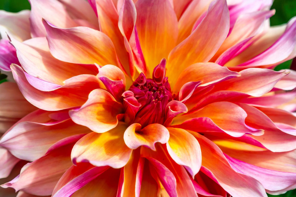 Dalia