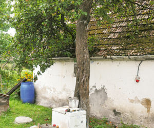 Syn powiesił mnie na drzewie