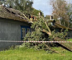 Silny wiatr złamał topolę. Drzewo runęło na dom na Osiedlu Przyjaźń w Warszawie